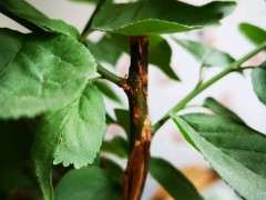 梅花下山桩枝干发黑枯萎 怎么办 图片