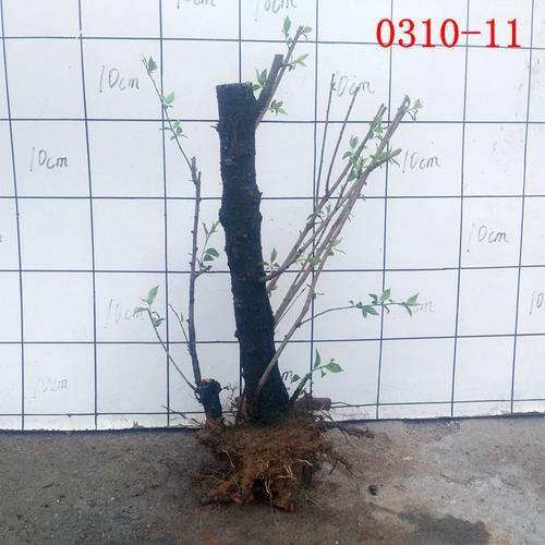 盆栽梅花下山桩 冬天可以室外越冬吗