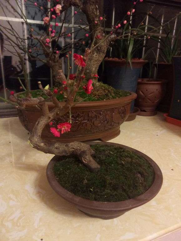 为什么没人培育红须朱砂梅花下山桩 图片