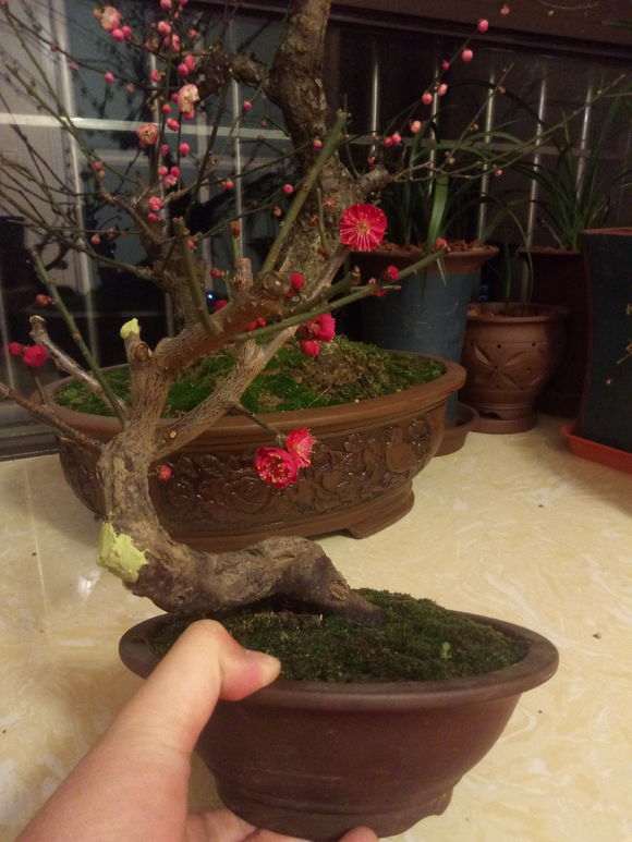 为什么没人培育红须朱砂梅花下山桩 图片