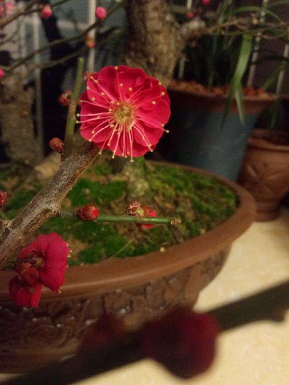 为什么没人培育红须朱砂梅花下山桩 图片