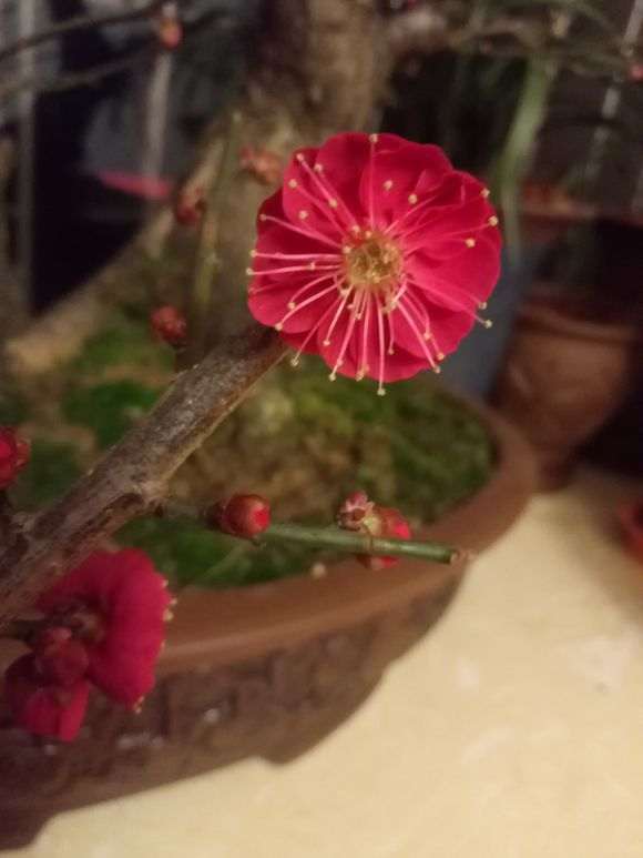 为什么没人培育红须朱砂梅花下山桩 图片