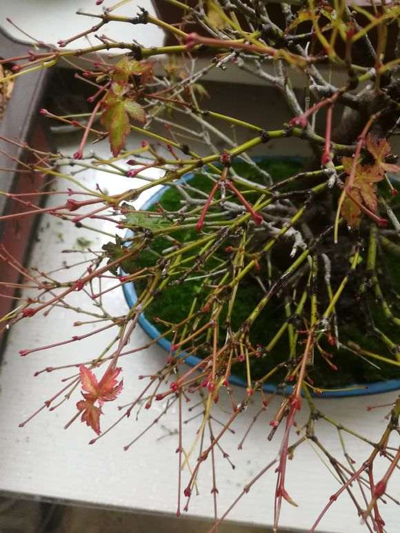 枫树盆景怎么过冬的方法 图片