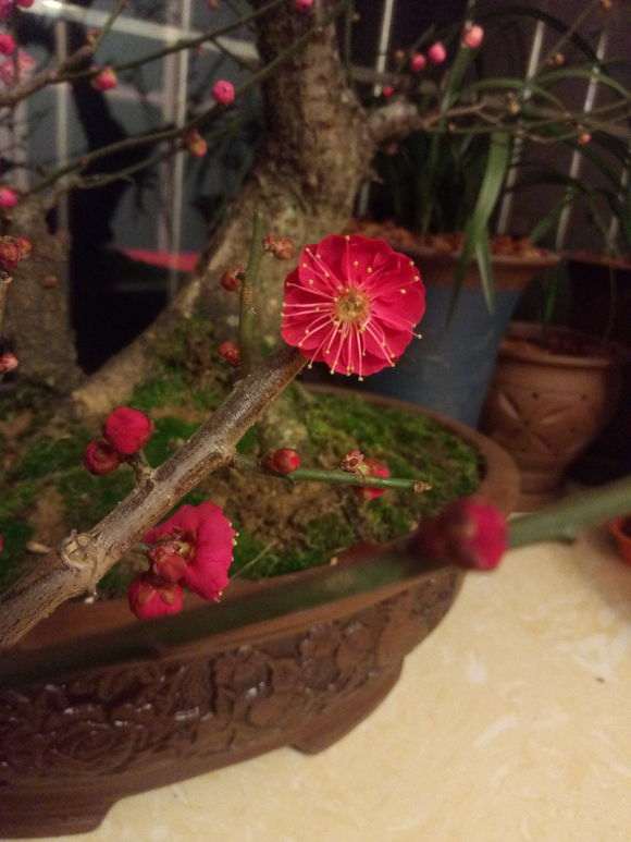 枫树盆景怎么过冬的方法 图片