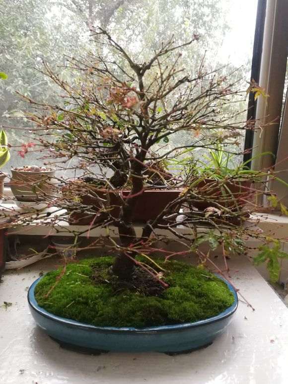 枫树盆景怎么过冬的方法 图片