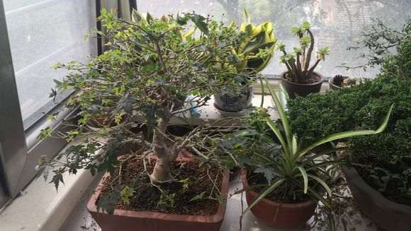 枫树下山桩怎么换盆移栽的方法 图片