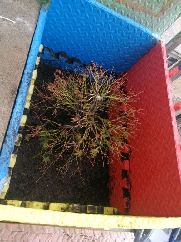 枫树下山桩怎么换盆移栽的方法 图片