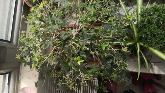 枫树下山桩怎么换盆移栽的方法 图片