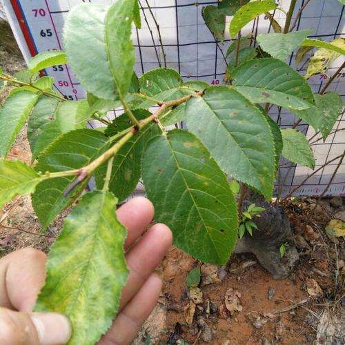 直杆梅花下山桩能截杆做矮桩吗 图片