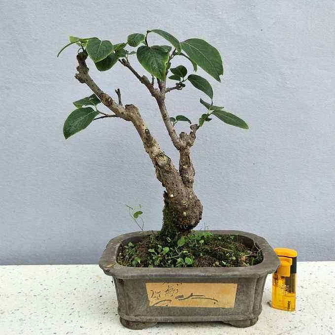 直杆梅花下山桩能截杆做矮桩吗 图片