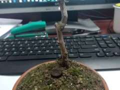 直杆梅花下山桩能截杆做矮桩吗 图片