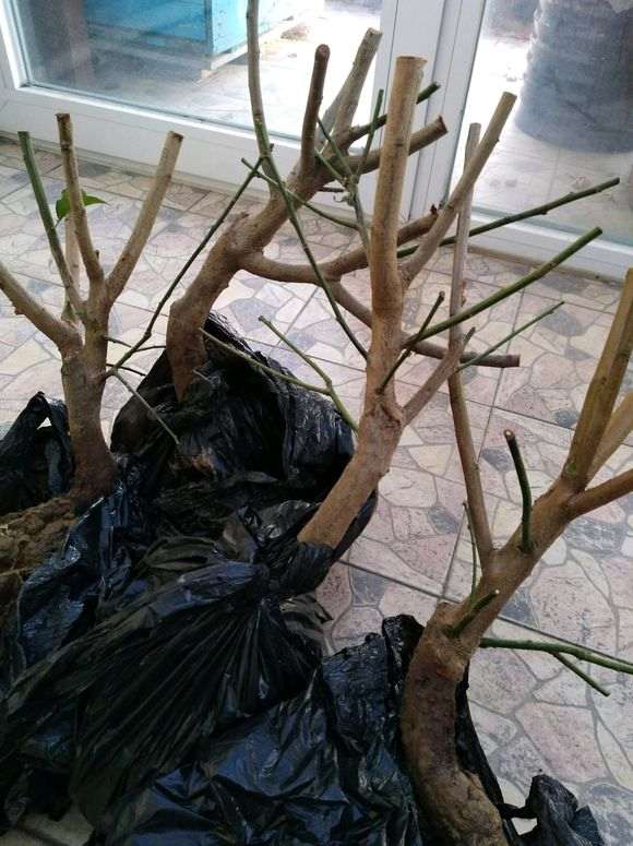 梅花下山桩 粗壮有型 怎么办 图片