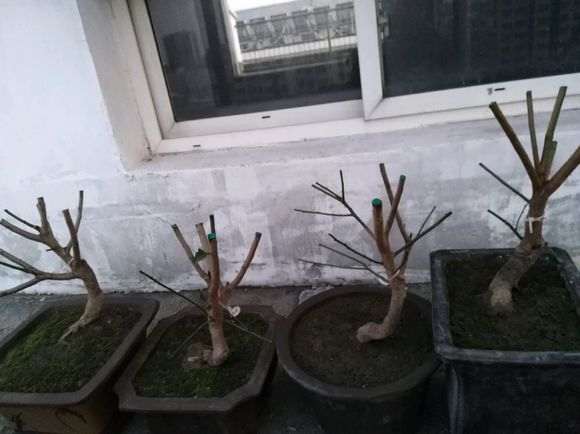 梅花下山桩 粗壮有型 怎么办 图片