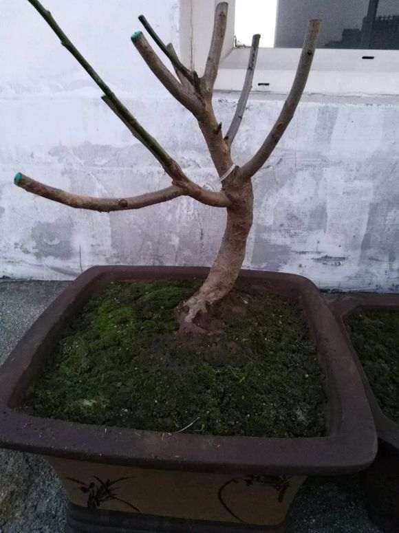 梅花下山桩 粗壮有型 怎么办 图片