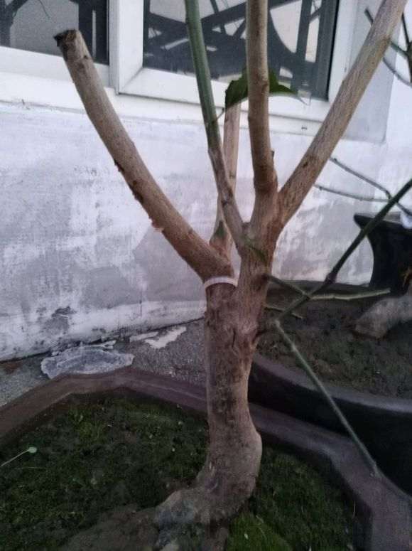 梅花下山桩 粗壮有型 怎么办 图片