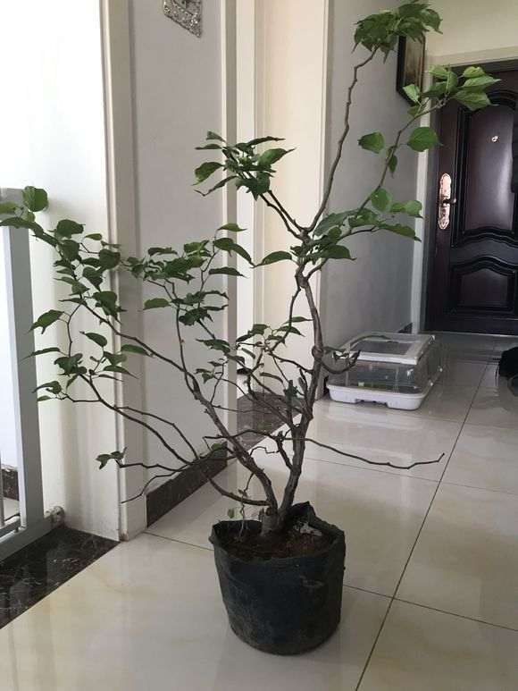 梅花下山桩中不会打理 怎么办 图片