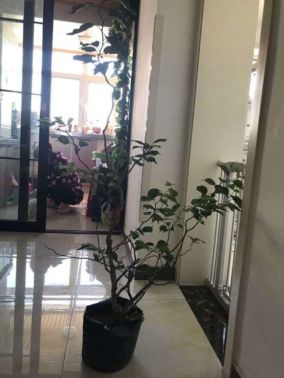 梅花下山桩中不会打理 怎么办 图片