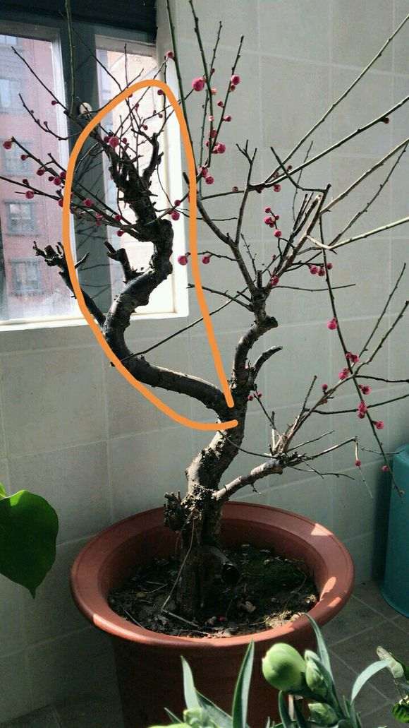 梅花下山桩造型 应该怎么整的方法 图片