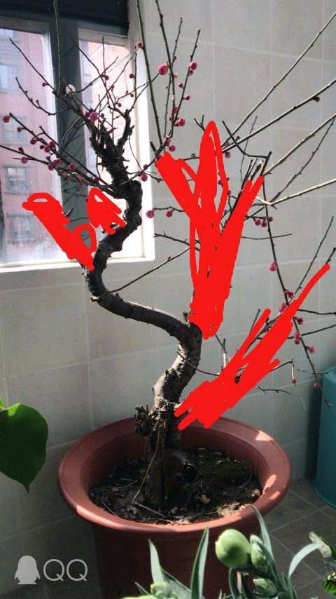 梅花下山桩造型 应该怎么整的方法 图片