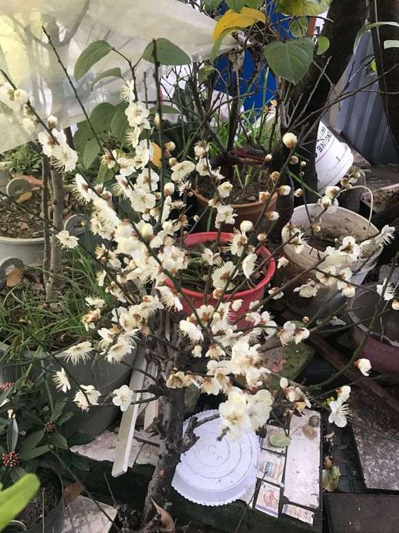 梅花下山桩有没有好的品种 图片