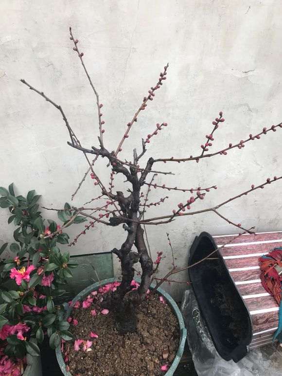 梅花下山桩有没有好的品种 图片