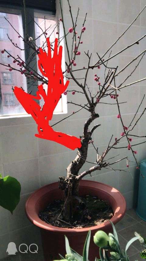 梅花下山桩叶子顶部皱褶 怎么办 图片