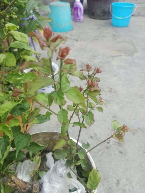 梅花下山桩的叶子蜷缩 怎么办 图片