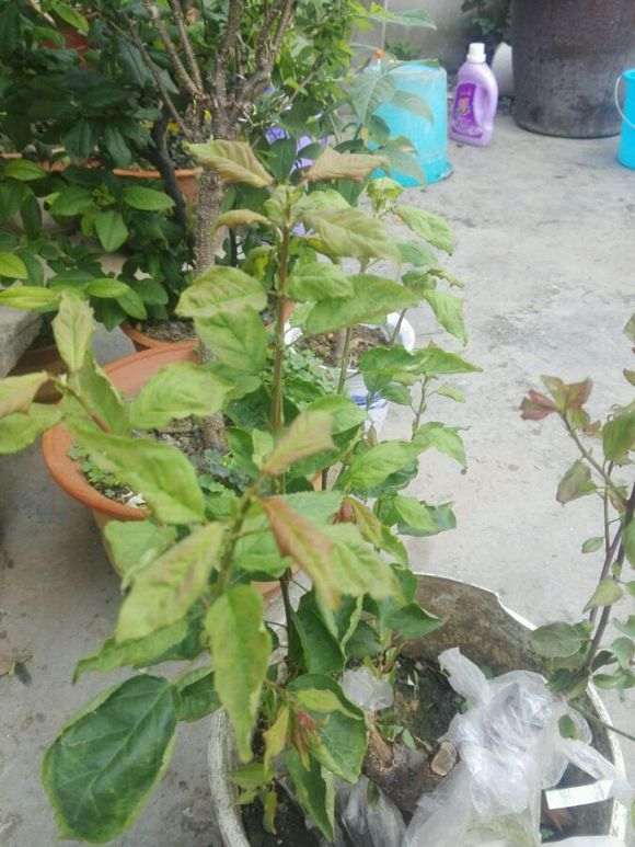 梅花下山桩的叶子蜷缩 怎么办 图片