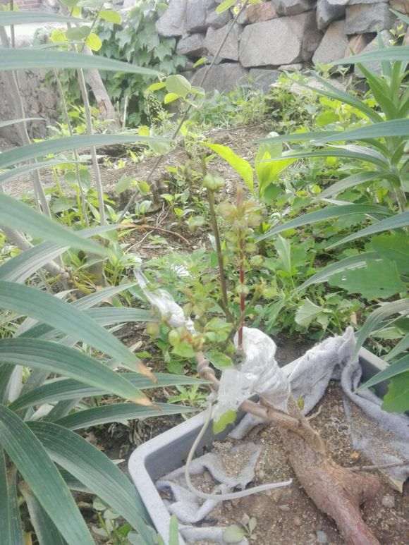 梅花下山桩的叶子蜷缩 怎么办 图片