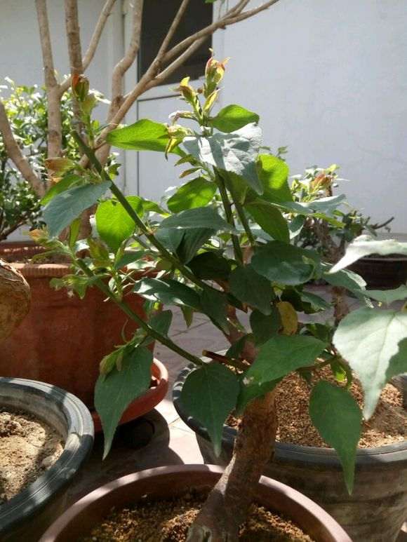 梅花下山桩的二级枝开始萌发 怎么办