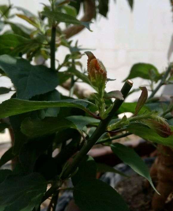 梅花下山桩的二级枝开始萌发 怎么办