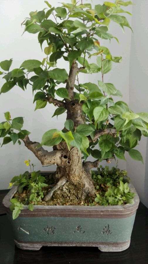 梅花下山桩 现在打顶迟不迟 怎么办 图片