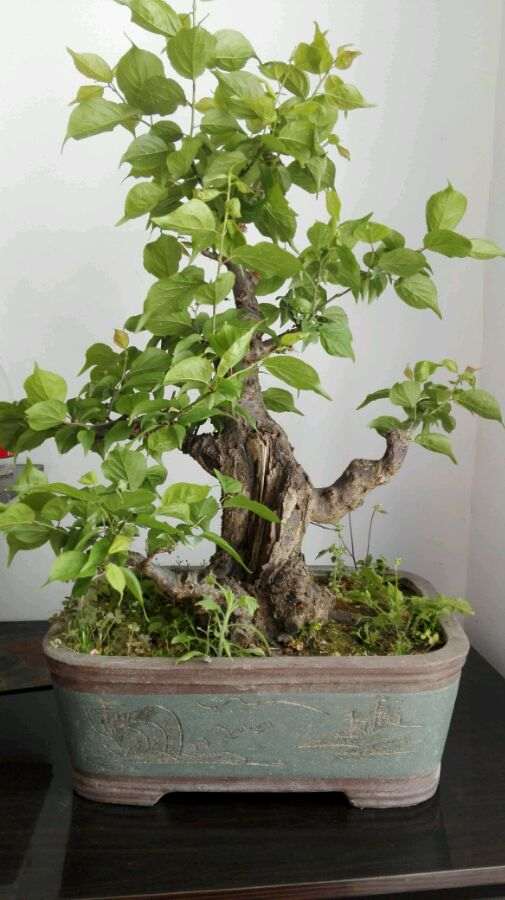 梅花下山桩 现在打顶迟不迟 怎么办 图片