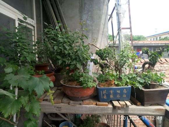 梅花下山桩 春季发芽 不见长 怎么办 图片