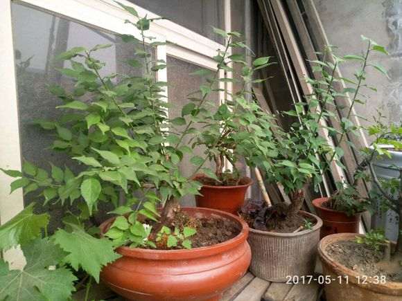 梅花下山桩 春季发芽 不见长 怎么办 图片