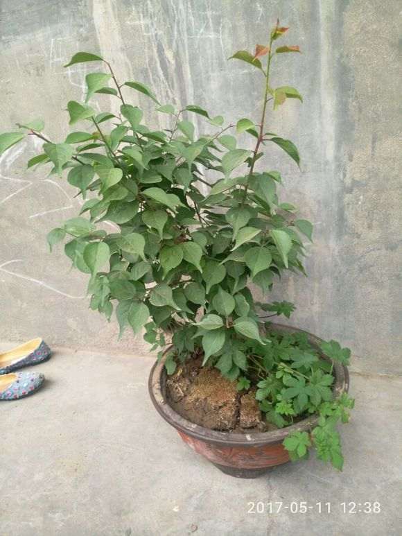 梅花下山桩 春季发芽 不见长 怎么办 图片