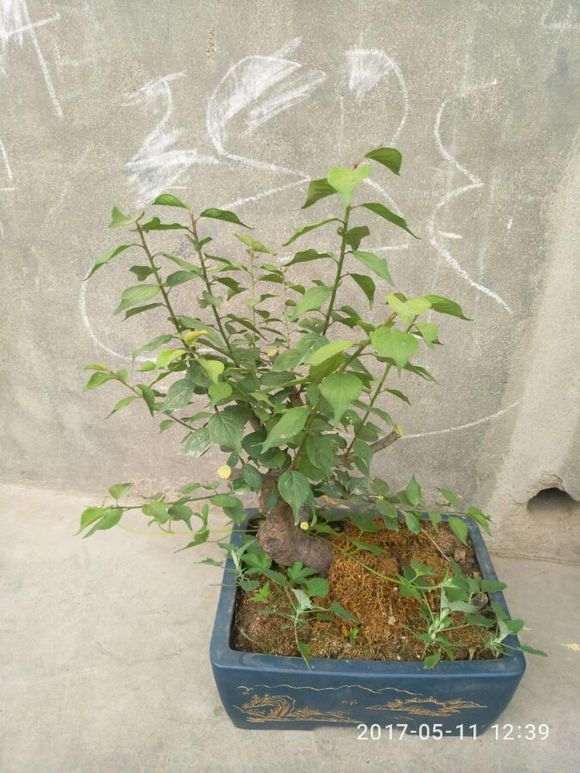 梅花下山桩 春季发芽 不见长 怎么办 图片