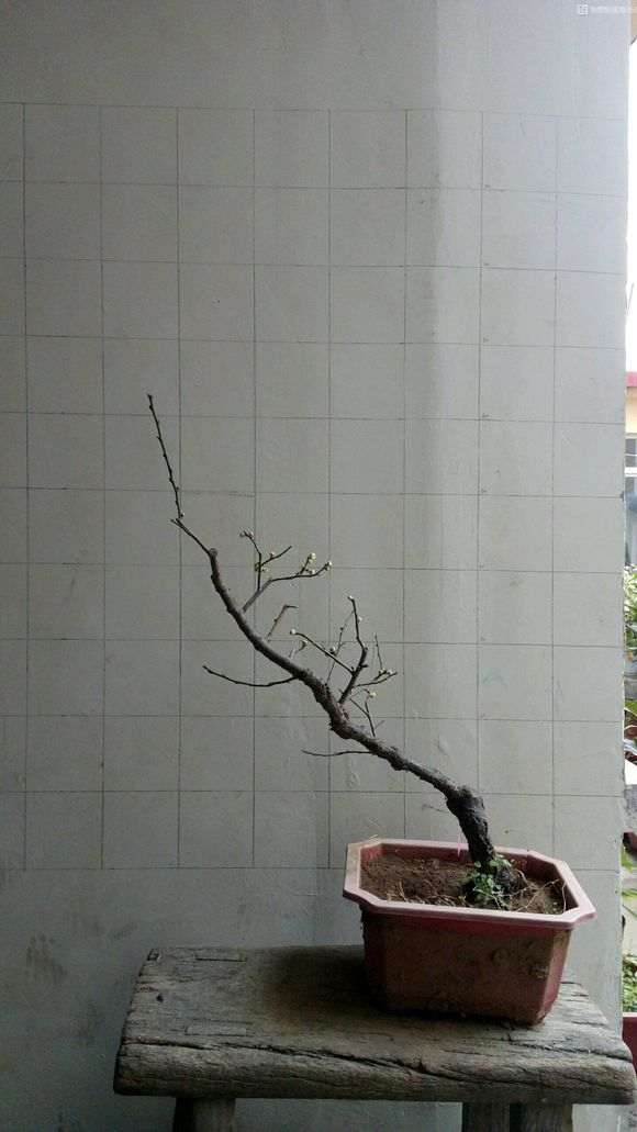 梅花下山桩枝条怎么修剪的方法 图片