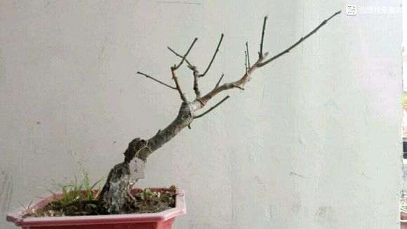 梅花下山桩枝条怎么修剪的方法 图片