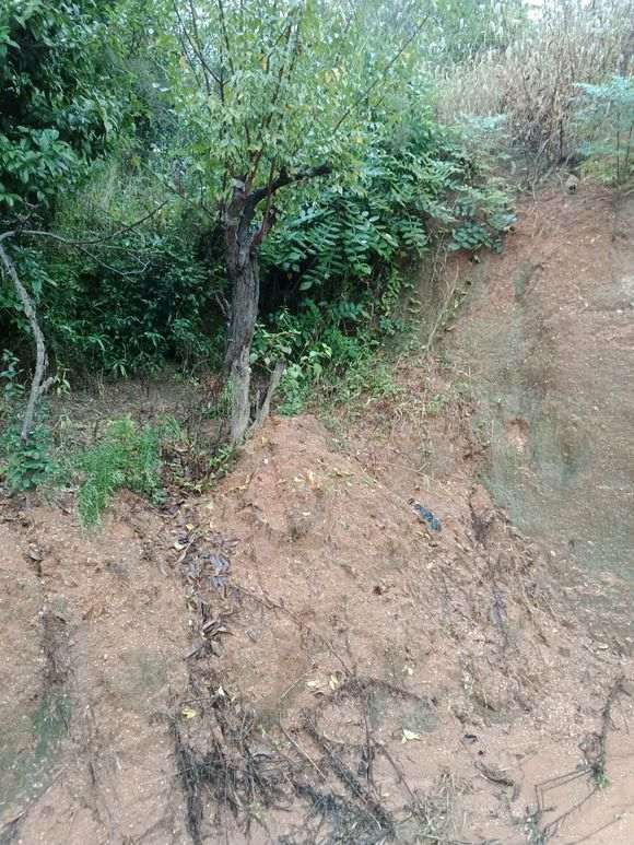 梅花下山桩枝条怎么修剪的方法 图片