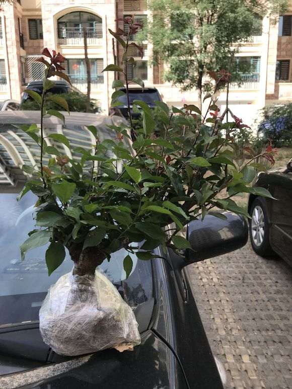 梅花下山桩用什么河沙栽培 最好 图片