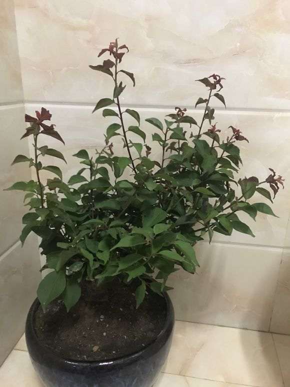 梅花下山桩用什么河沙栽培 最好 图片