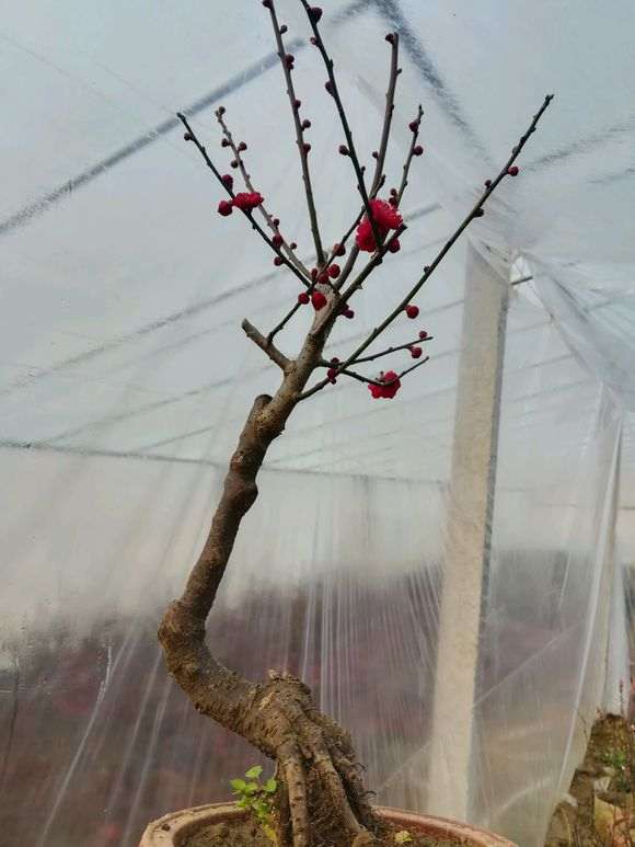 红须朱砂梅花下山桩已开 怎么样 图片