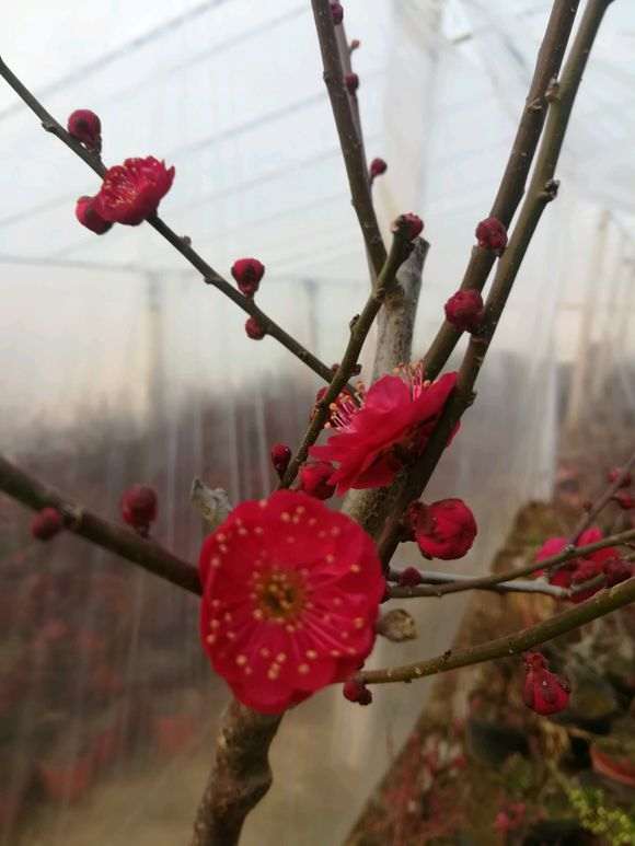 红须朱砂梅花下山桩已开 怎么样 图片