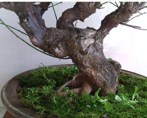 梅花下山桩嫁接的和原生的有啥区别 图片