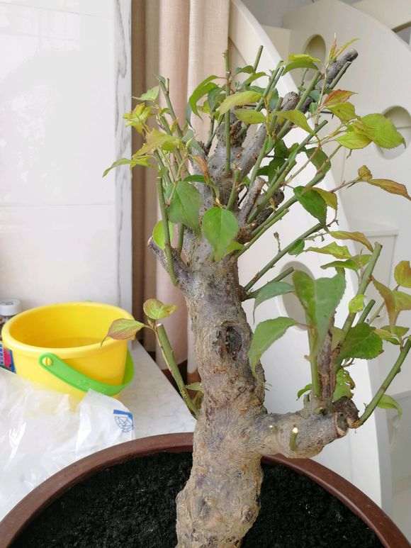 大师帮我看看 这是梅花下山桩吗 图片