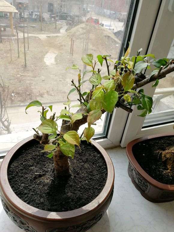 大师帮我看看 这是梅花下山桩吗 图片