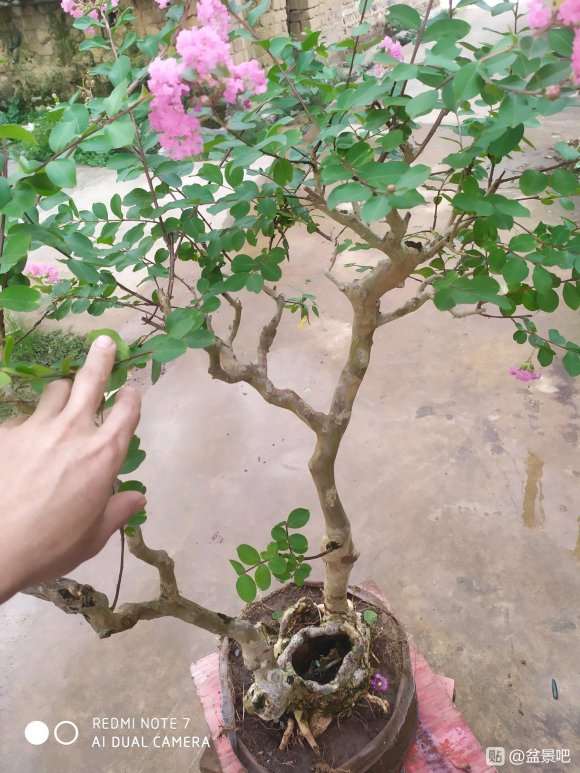 紫薇下山桩450元 价格贵吗 怎么填 图片