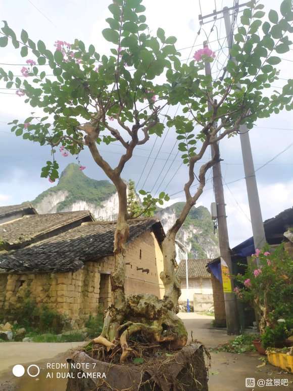 紫薇下山桩450元 价格贵吗 怎么填 图片