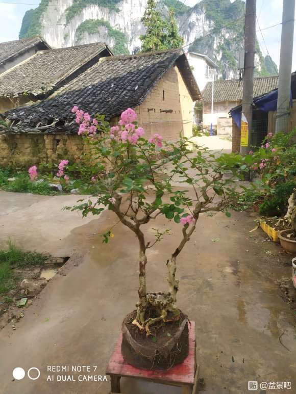 紫薇下山桩450元 价格贵吗 怎么填 图片